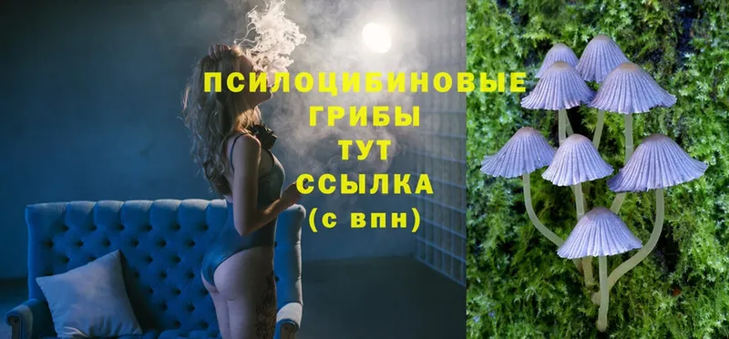 площадка состав  Балей  Псилоцибиновые грибы Psilocybine cubensis 